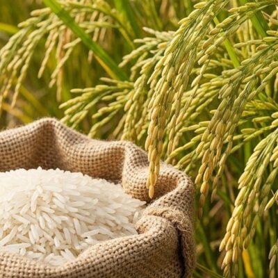 Gạo